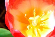 tulip3.jpg