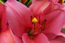lavendlily1.jpg