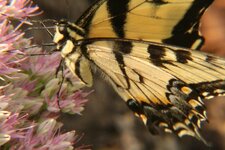 tigerswallowtail1.JPG