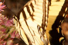 tigerswallowtail2.jpg