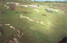 Bimmini mounds.jpg
