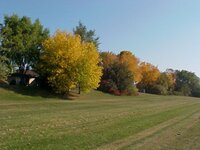 Fall Yellow Back yard.JPG