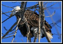 IMG_0446 Bad Feather Day  Eagle 17.jpg