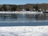 swans on the ice 013.JPG
