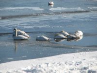 swans on the ice 010.JPG