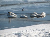 swans on the ice 011.JPG
