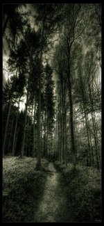 Haunted Woods.jpg