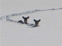snow deer.jpg
