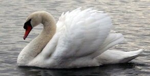 Mute swan.uk.JPG