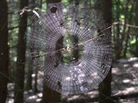 Spider Web.jpg