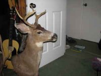 Deer pics.jpg