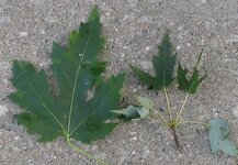 maple-leaf.JPG