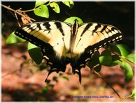 Eastern Tigerswallowtail..( papilio glaucus),nc600.jpg
