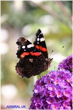 RED-ADMIRAL..england.jpg