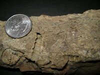 Fossil1.jpg