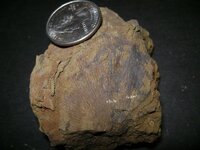 fossil2.JPG