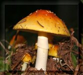forrest mushroom.JPG