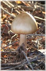 mushroom.nc.JPG