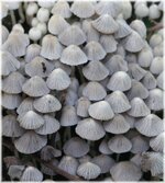 mushrooms nc 121.jpg