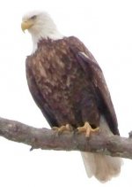 Eagle 10.jpg