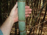 bamboo 006.JPG