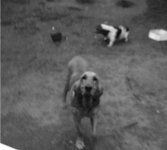 hounddog [800x600].jpg