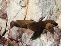 Ballesta Island sleeping seals.jpg