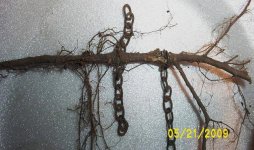 Root Thru Chain 003.JPG