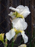 odiferous white iris.jpg