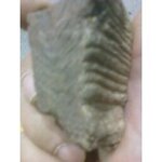 poss fossil tooth 1.jpg