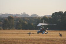 Kangaroos on the airstrip.jpg