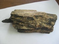 Petrified wood found while canoeing the Little River, Aug 09 001.JPG