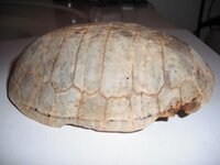 Turtle Shell.jpg