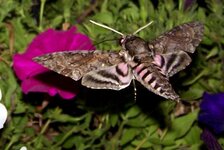 moth.JPG