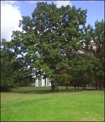 400 year plus white oak.JPG