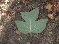 giant leaf.jpg