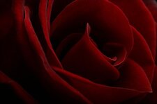 red-roses.jpg