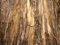 scratched tree 004.jpg