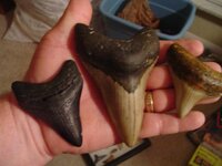 my fossils 678.jpg