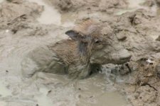 baby-warthog-stuck-in-mud-10-12-08.jpg