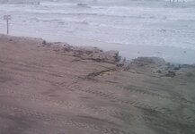 Galveston Cuts In Sand 5-15-10 003.jpg