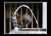 squirrel_fountain.jpg
