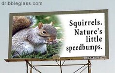 squirrel_billboard.jpg