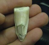 tooth3.JPG