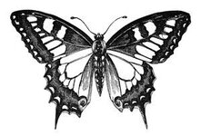 butterfly-graphics-1.jpg