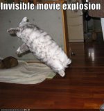 funny-pictures-stunt-cat.jpg