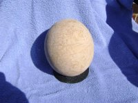 Ostrich Egg.JPG