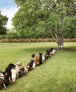 tree dogs.jpg
