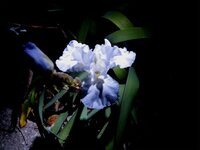 october iris.jpg