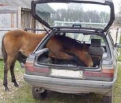 horse_in_car.jpg